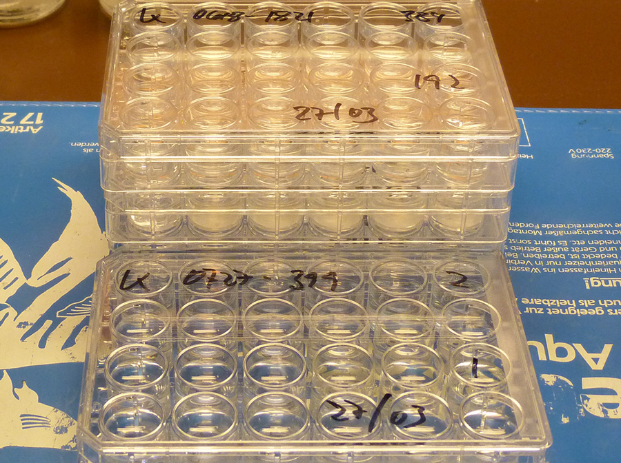 Fish Embryo Acute Toxicity Test – GOBIO GmbH